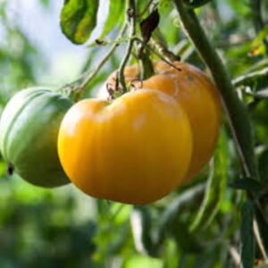 10 Organic Yellow Brandywine tomato seeds - USA !! Beefsteak ! 2024 ! Big beautiful ! Juicy !