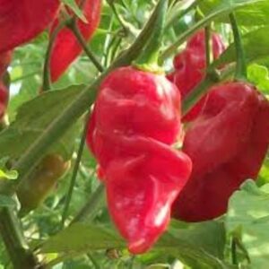 10 Carolina Reaper hot pepper seeds - Grown in USA ! 2024 ! Super hot ! Atomic ! Specialty !