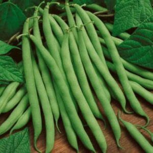 Heirloom Blue Lake green pole bean seeds - Non GMO - Grown in USA ! Tasty ! Crisp ! Fresh !