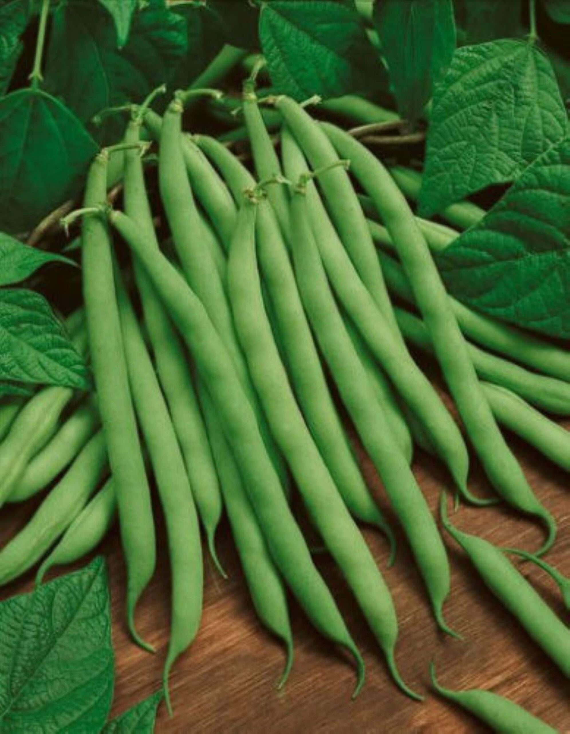 Heirloom Blue Lake green pole bean seeds - Non GMO - Grown in USA ! Tasty ! Crisp ! Fresh !