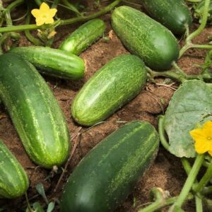 Wisconsin SMR-58 Pickling Cucumber