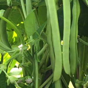 Ideal Market Pole Bean
