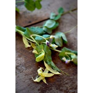 Organic Golden Sweet Pole Pea