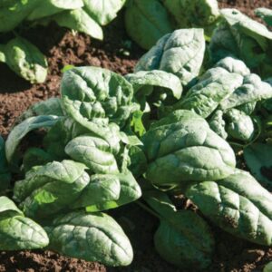 25 Kookaburra semi-Savoy spinach seeds - Grown in USA Tasty ! Healthy ! Heirloom !