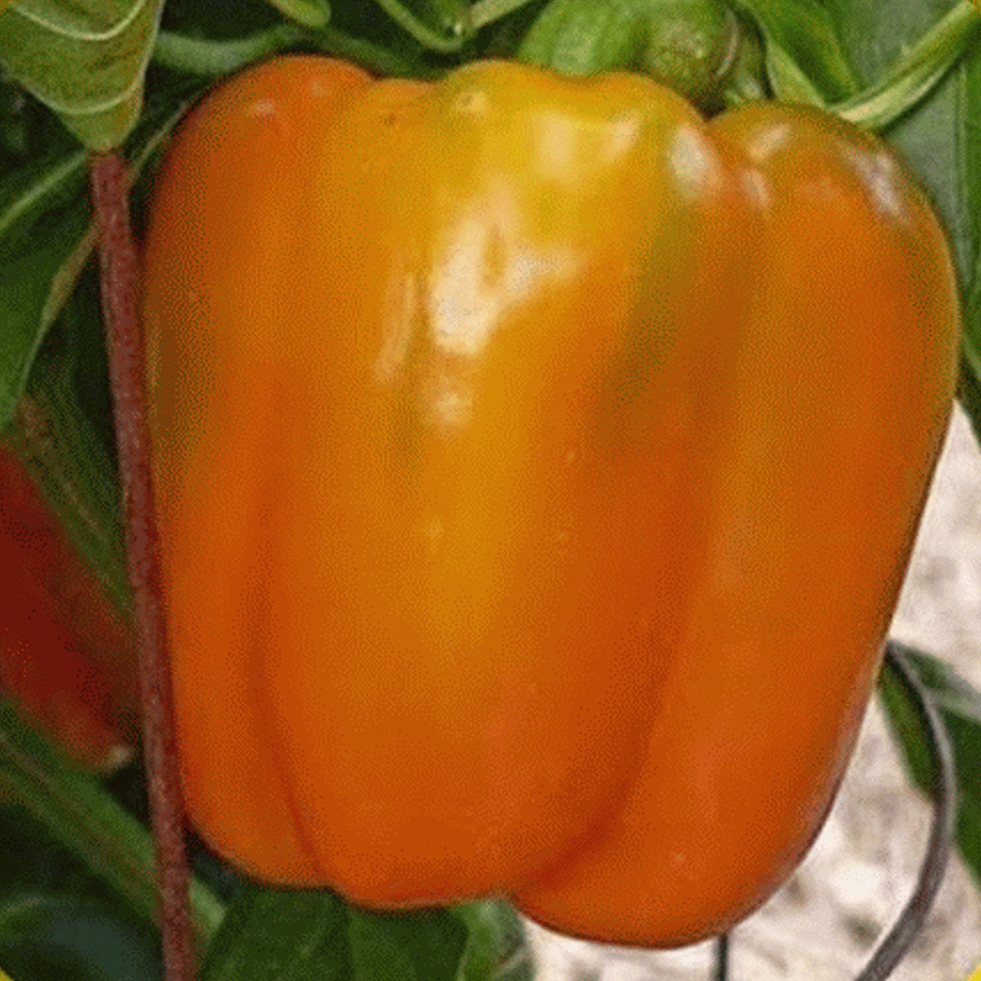 10 Orange Sun sweet pepper seeds - USA ! 2024 ! Sweet ! Tasty ! Crisp ! Beautiful ! Heirloom !