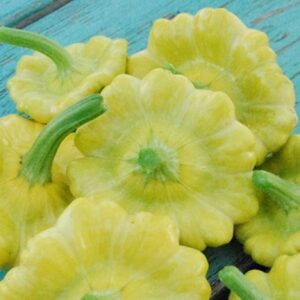 10 Gelber Englischer squash seeds - Grown and harvested in USA ! Tasty ! Summer squash ! Unique !