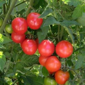10 Organic Chadwick Cherry tomato seeds - Sweet and Juicy - USA ! Sweet ! Tasty ! Cherry ! Specialty ! 2024