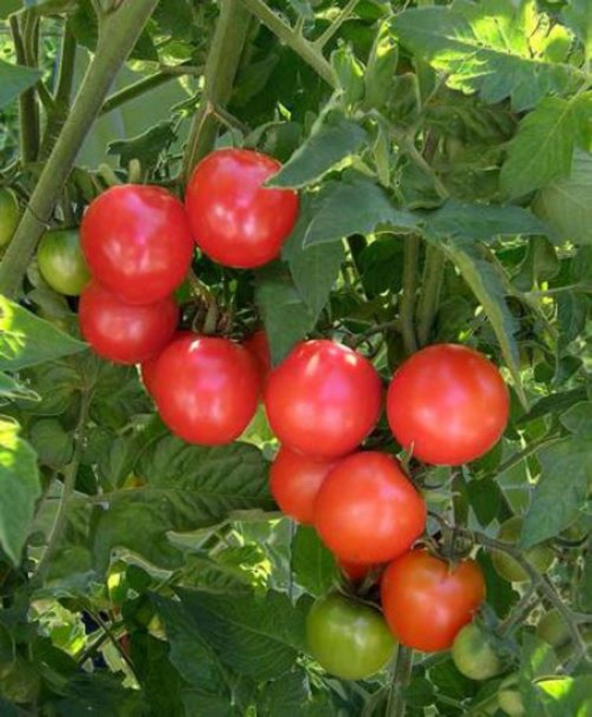 10 Organic Chadwick Cherry tomato seeds - Sweet and Juicy - USA ! Sweet ! Tasty ! Cherry ! Specialty ! 2024