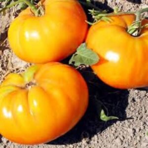10 Organic Golden Queen tomato seeds - Juicy - Grown and harvested in the USA ! Beautiful ! Tasty ! Sweet ! 2024 !