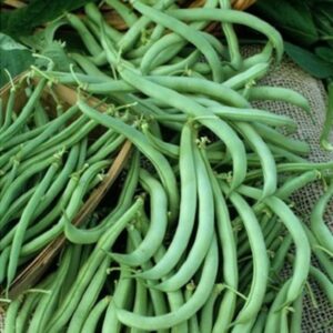 Tendergreen Bush Bean