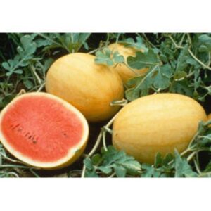 10 Organic Golden Midget watermelon seeds - Grown/harvested in USA ! 2024 ! Sweet ! Juicy ! Small !