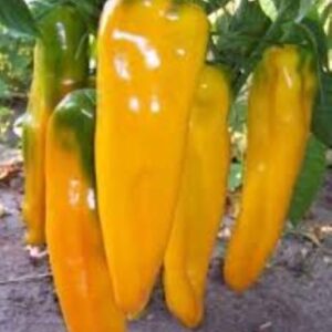 10 Golden Marconi pepper seeds - Beautiful, Golden Italian peppers USA ! Specialty ! 2024 !