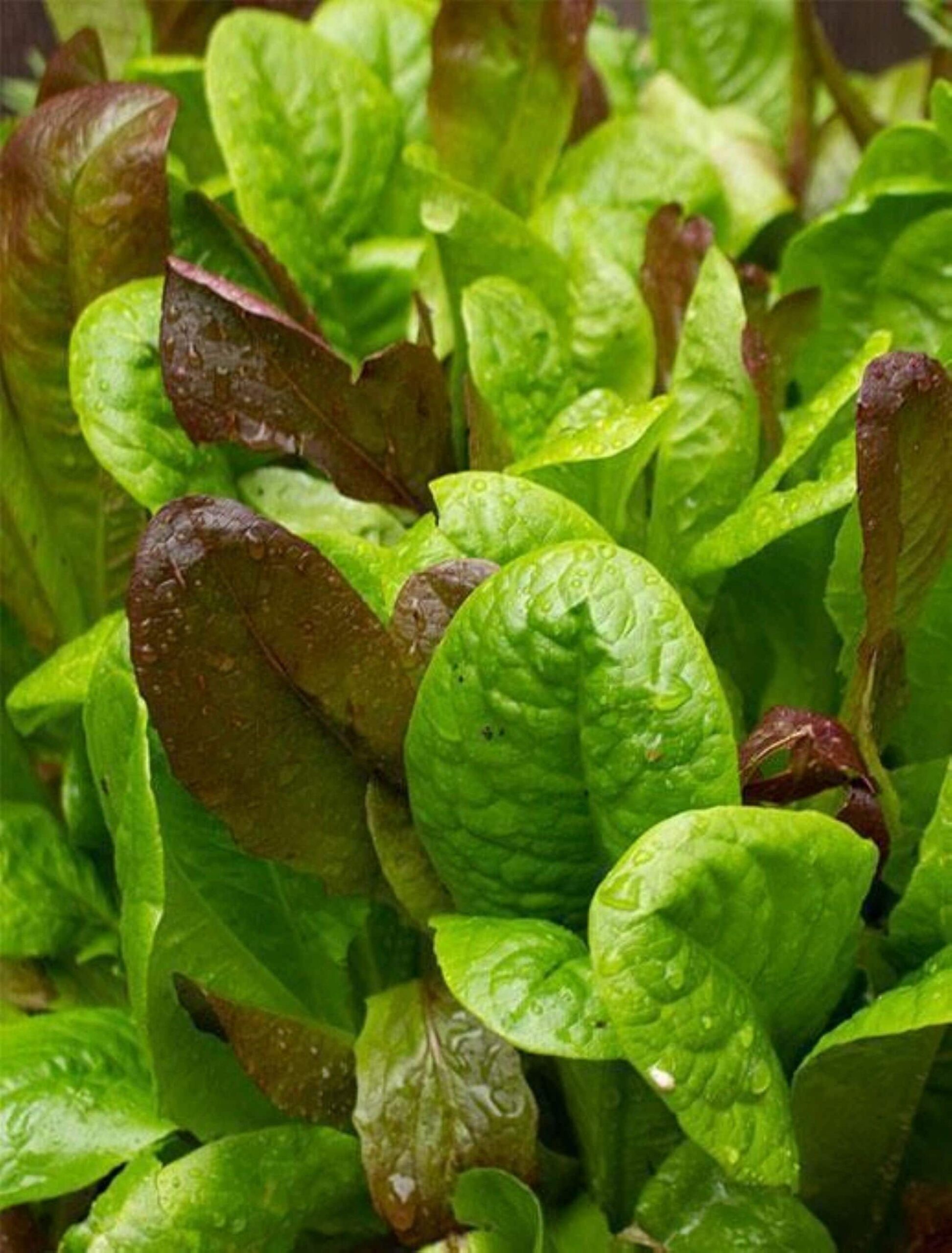 Heirloom Gourmet Lettuce mix - Grown in USA - One gram Healthy ! Tasty ! Specialty ! Fancy !