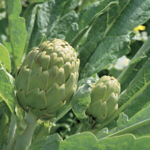10 Imperial Star Artichoke seeds - Grown and harvested in USA ! Specialty ! Tasty ! Unique !
