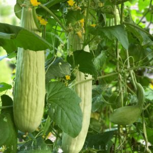 Armenian Pale Cucumber