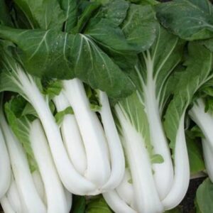 Heirloom Canton Pak Choi Seeds - Grown in USA ! Tasty ! Asian ! 300+ seeds ! 2024 !
