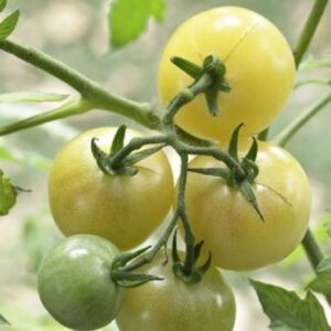 10 White Cherry tomato seeds - Sweet and juicy - Grown in USA ! Unique ! Specialty ! Heirloom !