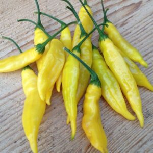 10 Peruvian Lemon Drop pepper seeds - Grown in USA ! 2024 ! Spicy !  Specialty ! Gourmet !