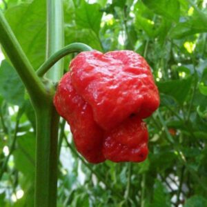 10 Trinidad Scorpion pepper seeds - Hot/spicy - Grown in USA ! Atomic ! 1.5 million Scoville !