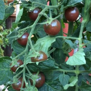 10 Organic Black Cherry Tomato seeds - Sweet and Juicy - Grown in USA ! Cherry ! Specialty ! 2024 !