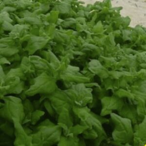 25 New Zealand spinach seeds - Grown and harvested in the USA ! 2024 ! Heirloom ! Healthy ! Tasty !