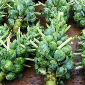 Heirloom Catskill Brussels Sprouts seed - Grown and harvested in USA - One gram ! Tasty !