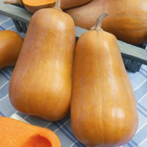 10 Honeybaby squash seeds - Sweet & Buttery - Grown in USA ! Delicious ! Specialty ! 2024 !