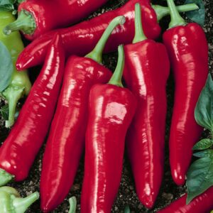 10 Organic Big Jim pepper seed - Big & spicy pepper - Grown in USA !!!