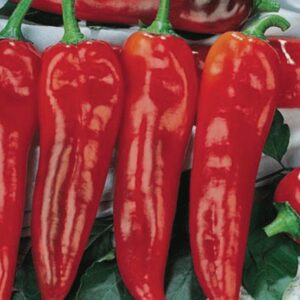 10 Corno Di Toro Rosso pepper seeds - Grown in USA !! Delicious ! Italian frying pepper ! Specialty ! 2024 !