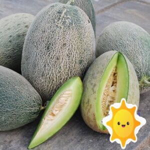 10 Bateekh Samara melon seeds Sweet !! Unique melon ! Rare ! Specialty ! 2024 !