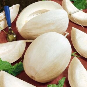 10 Sakata's Sweet melon seeds - Grown/Harvested in USA - Unique Asian melon ! Specialty ! Sweet !