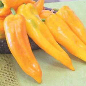 10 Corno Di Toro Giallo pepper seeds - Grown in USA !!! Specialty ! Italian frying pepper ! Sweet ! USA !