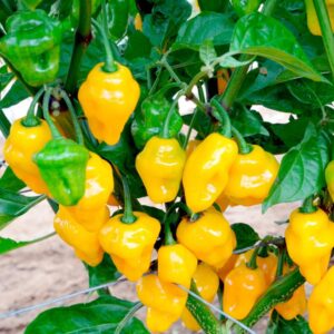 10 Trinidad Perfume pepper seeds - Grown/Harvested in USA - Sweet !! Cooking pepper ! Specialty ! 2024 !