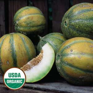 10 Organic Ha'Ogen melon seeds  Grown/Harvested in USA - Sweet/Juicy !! Specialty ! 2024 !