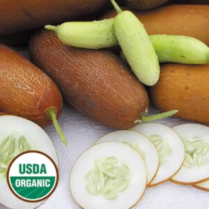 Organic Poona Kheera Cucumber