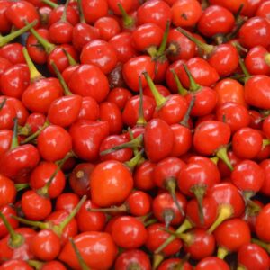 10 Guyanese Wiri Wiri pepper seeds - Grown/Harvested in USA - Spicy Hot !! Specialty ! 2024 !