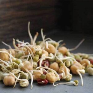 Organic Protein Powerhouse Sprouting seeds - Free Ship - Vegan, Healthy, Microgreen, Good Food