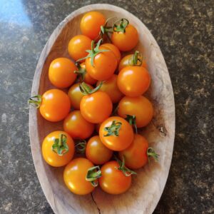 Sun Gold F1 Hybrid cherry tomato seeds - Sweet, juicy nuggets of orange ! Grown in USA !! True seeds of F1 hybrid tomato.