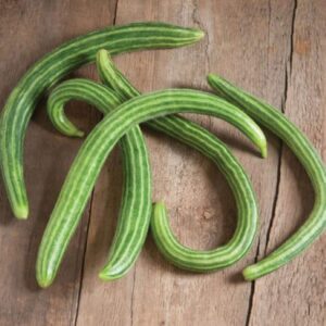 Heirloom Striped Armenian Cucumber