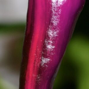 10 Purple Tiger hot pepper seeds - Spicy/hot  - Grown/Harvested in USA !! 2024 ! Specialty ! Gourmet !