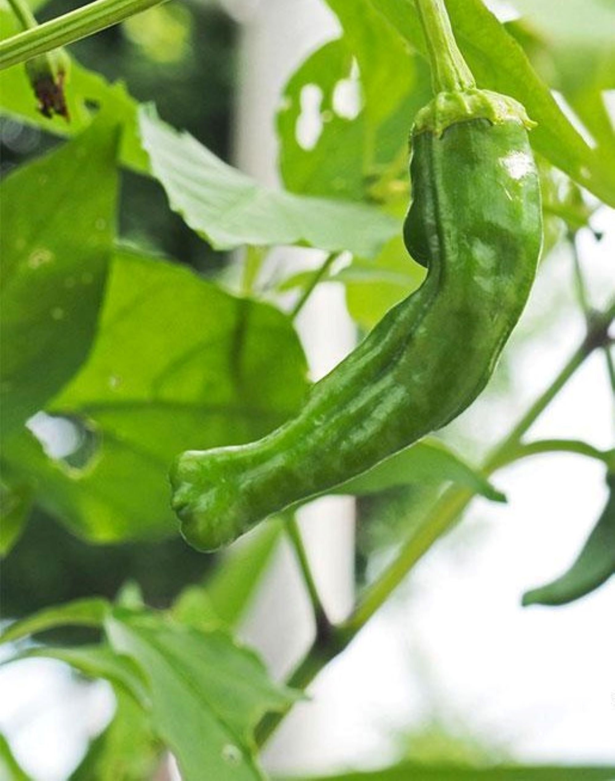 10 Shishito pepper seeds - Grown/Harvested in USA ! Specialty ! Blistered peppers ! Tasty ! Asian !