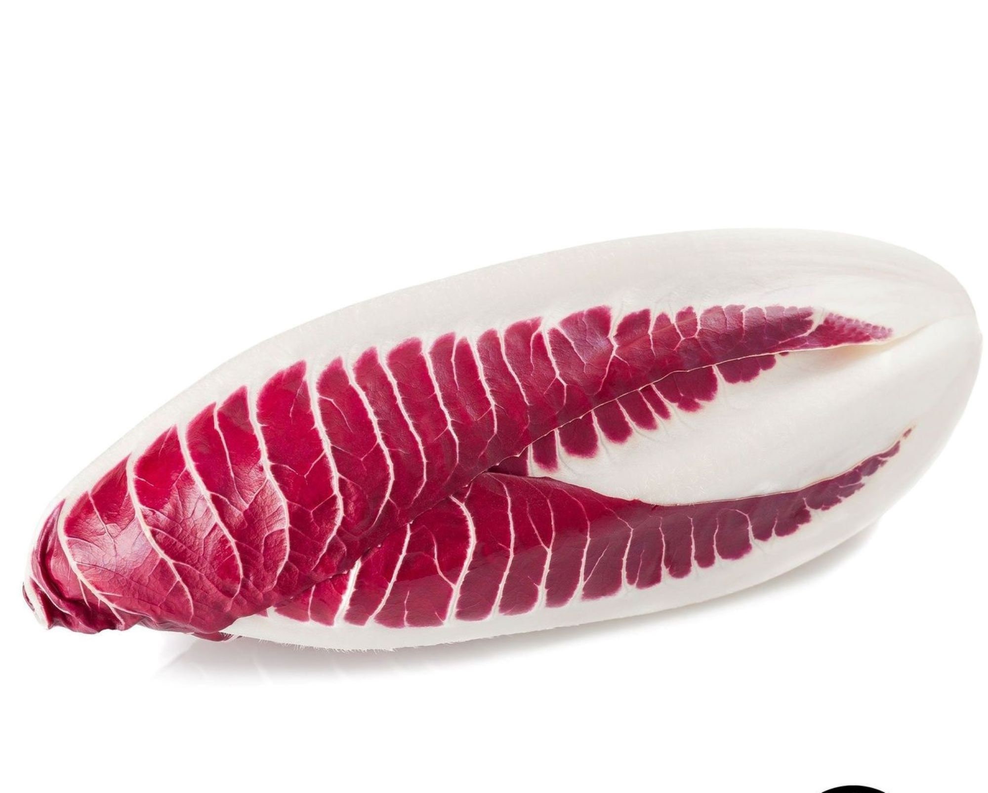 Endive - Red Treviso One Gram, approx 100 seeds - Grown/Harvested in USA !! Specialty ! Unique ! Tasty !