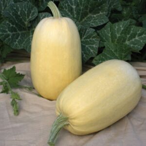 Organic Spaghetti Squash