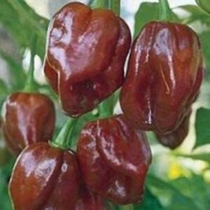 10 Chocolate Habanero pepper seeds - Spicy/HOT !! Grown in USA ! 2024 ! Specialty ! Atomic !