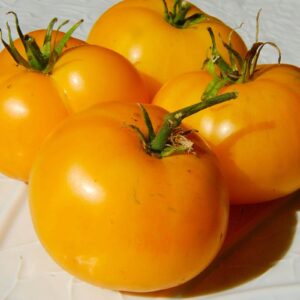 10 Russian Heirloom Azoychka tomato seeds - Grown in USA - Beautiful !! Juicy !! Specialty ! 2024 !