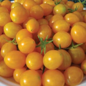 10 Organic German Blondkopfchen cherry tomato seeds - Grown in USA - Unique !! Specialty ! Tasty ! Sweet !