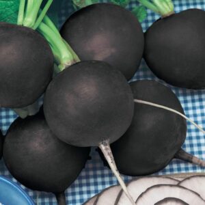 Organic Nero Tondo Black Spanish Radish