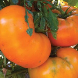 10 Heirloom Orange Brandywine tomato seeds - Grown/harvested in USA - Jumbo/Juicy/Sweet !! Beefsteak ! Specialty !