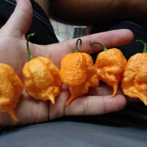 Premium California Reaper Pepper