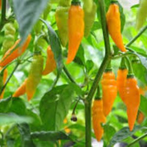 10 Premium Yellow Datil pepper seeds - Fruity/Very hot !! Grown and Harvested in USA !!